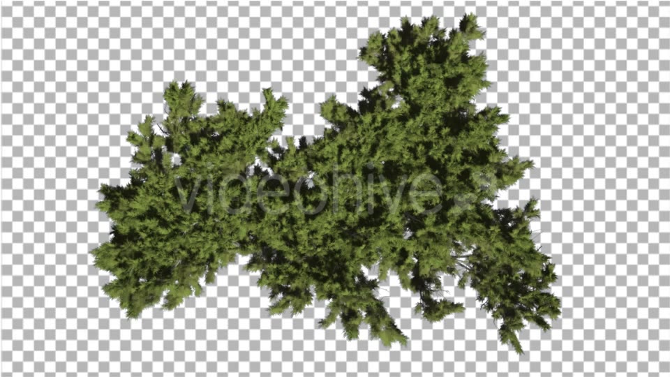 Monterey Cypress Bright Green Crown Top Down - Download Videohive 16958394