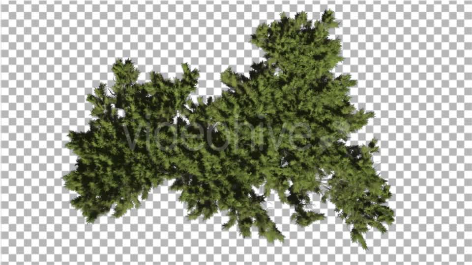 Monterey Cypress Bright Green Crown Top Down - Download Videohive 16958394