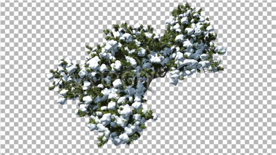 Monterey Cypress Crown Covered With Snow Top Down - Download Videohive 15199810