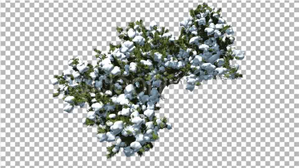 Monterey Cypress Crown Covered With Snow Top Down - Download Videohive 15199810