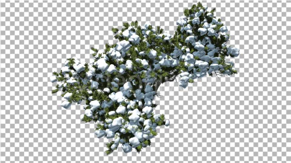 Monterey Cypress Crown Covered With Snow Top Down - Download Videohive 15199810