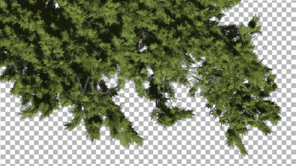Monterey Cypress Crown Top Down Coniferous - Download Videohive 14993365