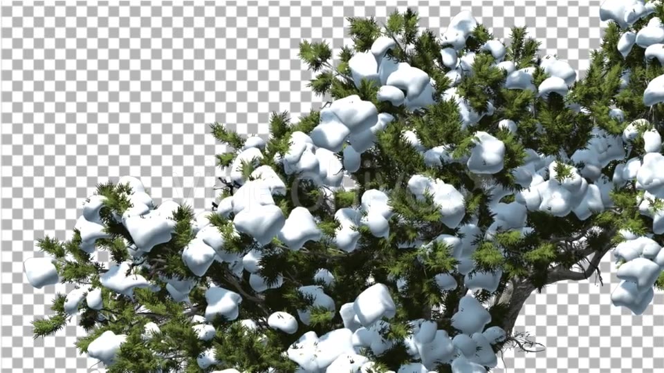 Monterey Cypress Crown Under Snow Winter - Download Videohive 15159698