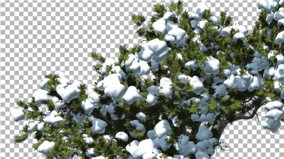 Monterey Cypress Crown Under Snow Winter - Download Videohive 15159698