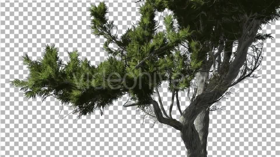 Monterey Cypress Curved Trunk and Branches - Download Videohive 15168090