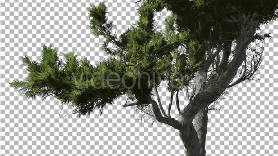 Monterey Cypress Curved Trunk and Branches - Download Videohive 15168090