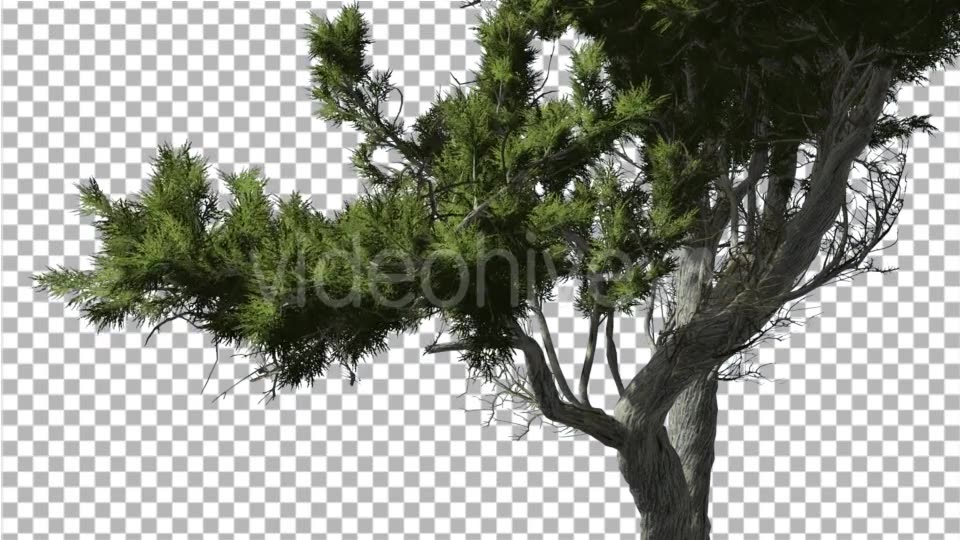 Monterey Cypress Curved Trunk and Branches - Download Videohive 15168090