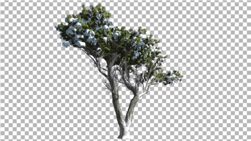 Monterey Cypress Green Crown Covered With Snow - Download Videohive 16962816