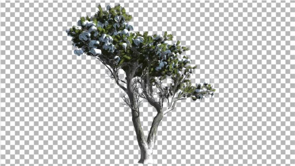 Monterey Cypress Green Crown Covered With Snow - Download Videohive 16962816