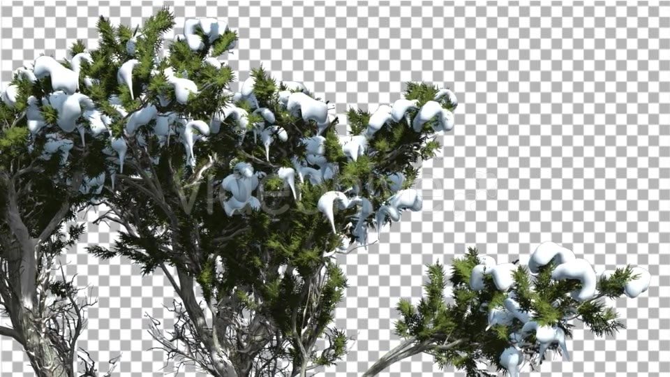 Monterey Cypress Melting Snow on a Crown - Download Videohive 15163074