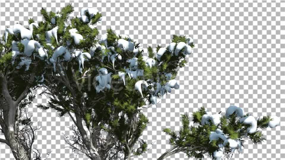 Monterey Cypress Melting Snow on a Crown - Download Videohive 15163074