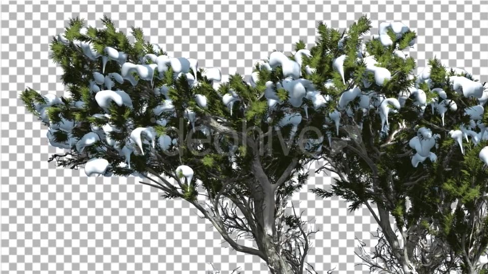 Monterey Cypress Melting Snow on a Top of Tree - Download Videohive 15164888