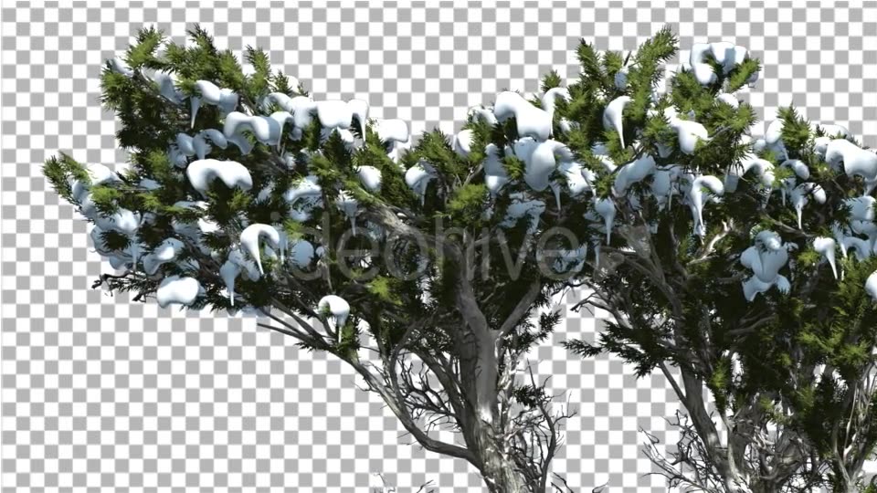 Monterey Cypress Melting Snow on a Top of Tree - Download Videohive 15164888
