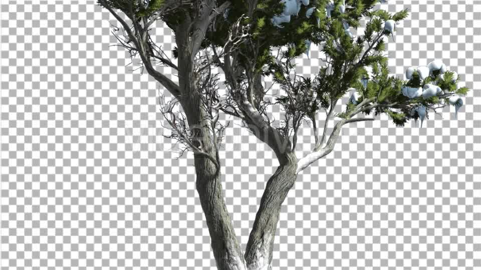 Monterey Cypress Thin Doubled Trunk Coniferous - Download Videohive 15163651
