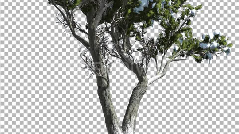 Monterey Cypress Thin Doubled Trunk Coniferous - Download Videohive 15163651