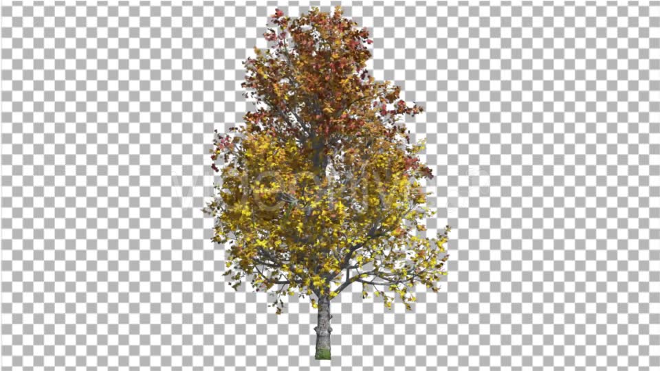 Mountain Maple Tree Swaying at the Wind Crown - Download Videohive 16835178