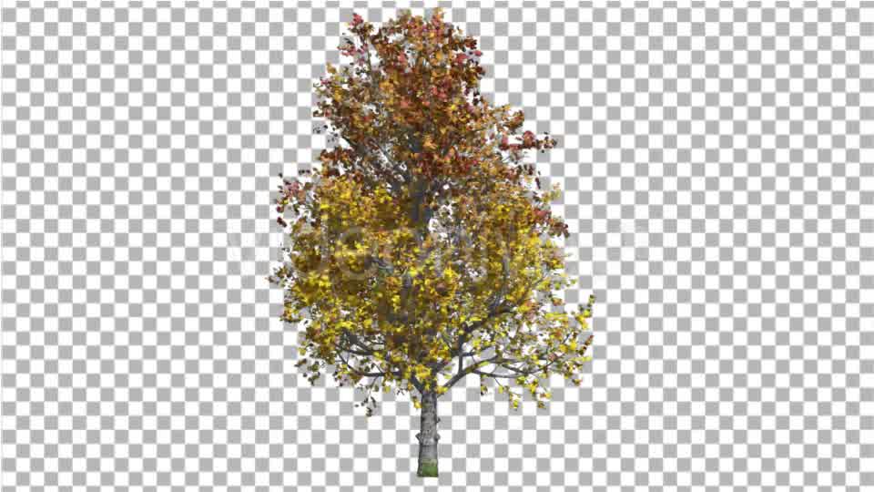 Mountain Maple Tree Swaying at the Wind Crown - Download Videohive 16835178