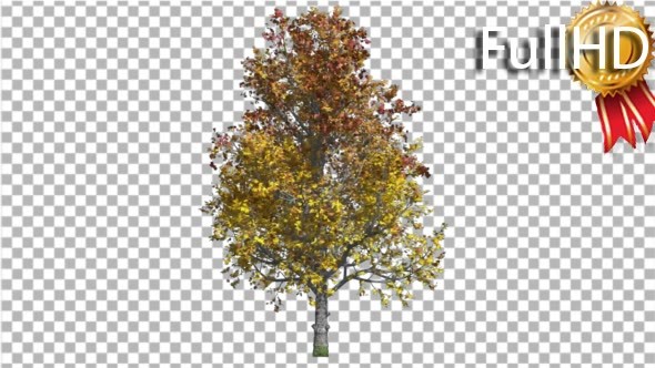 Mountain Maple Tree Swaying at the Wind Crown - Download Videohive 16835178