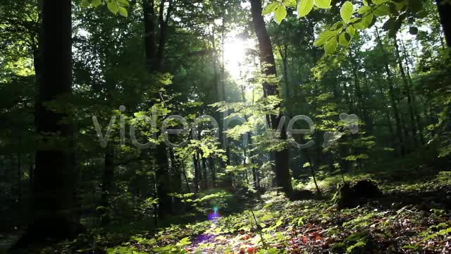 Mystic Forest  Videohive 2629995 Stock Footage Image 1