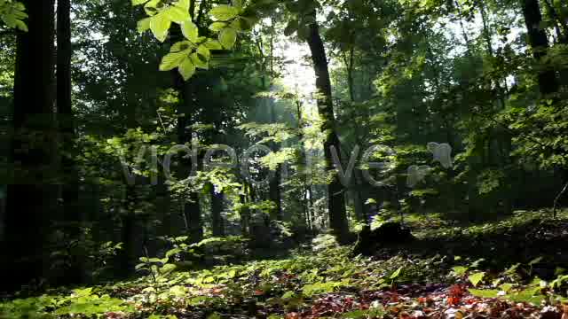Mystic Forest  Videohive 2629995 Stock Footage Image 10