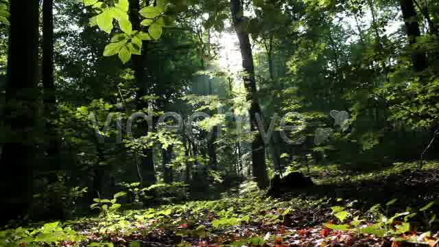 Mystic Forest  Videohive 2629995 Stock Footage Image 11