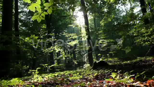 Mystic Forest  Videohive 2629995 Stock Footage Image 12