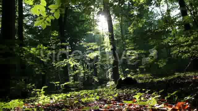 Mystic Forest  Videohive 2629995 Stock Footage Image 13