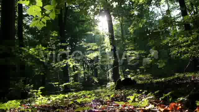 Mystic Forest  Videohive 2629995 Stock Footage Image 14