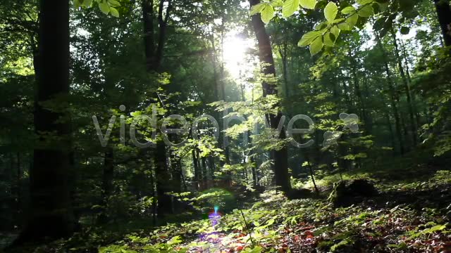 Mystic Forest  Videohive 2629995 Stock Footage Image 2