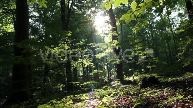 Mystic Forest  Videohive 2629995 Stock Footage Image 3