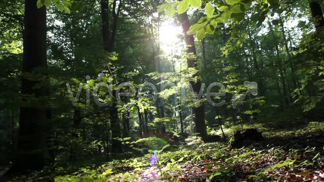 Mystic Forest  Videohive 2629995 Stock Footage Image 4
