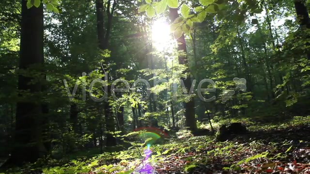 Mystic Forest  Videohive 2629995 Stock Footage Image 5