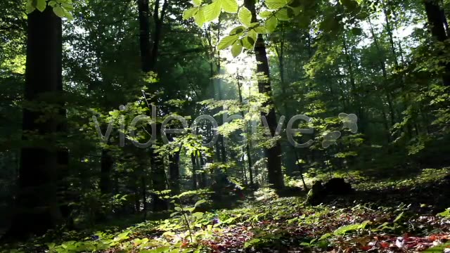 Mystic Forest  Videohive 2629995 Stock Footage Image 6