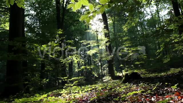 Mystic Forest  Videohive 2629995 Stock Footage Image 7