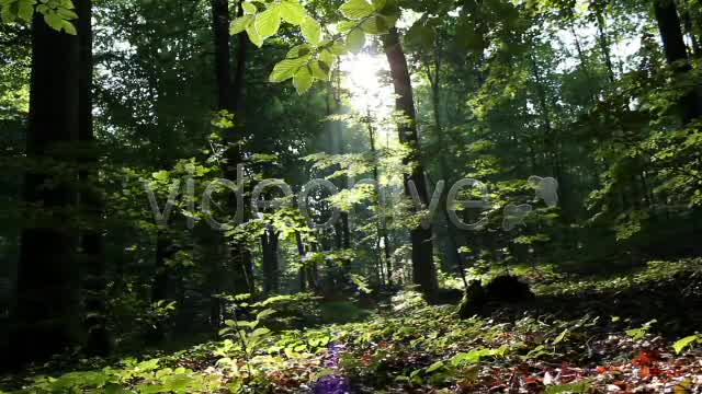Mystic Forest  Videohive 2629995 Stock Footage Image 8