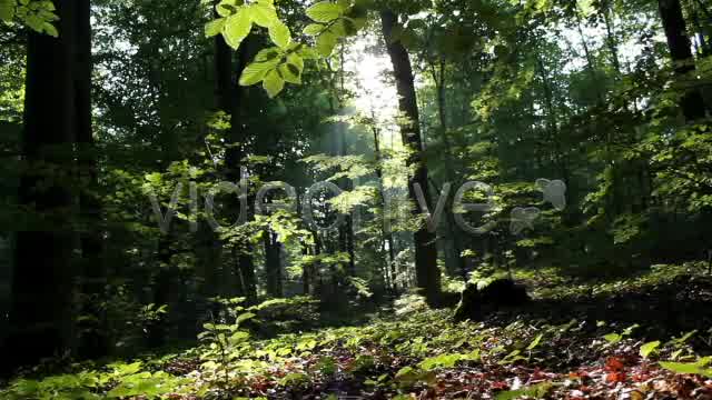 Mystic Forest  Videohive 2629995 Stock Footage Image 9