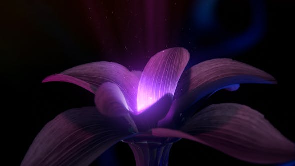 Mysticical Flower Logo - 25276390 Download Videohive
