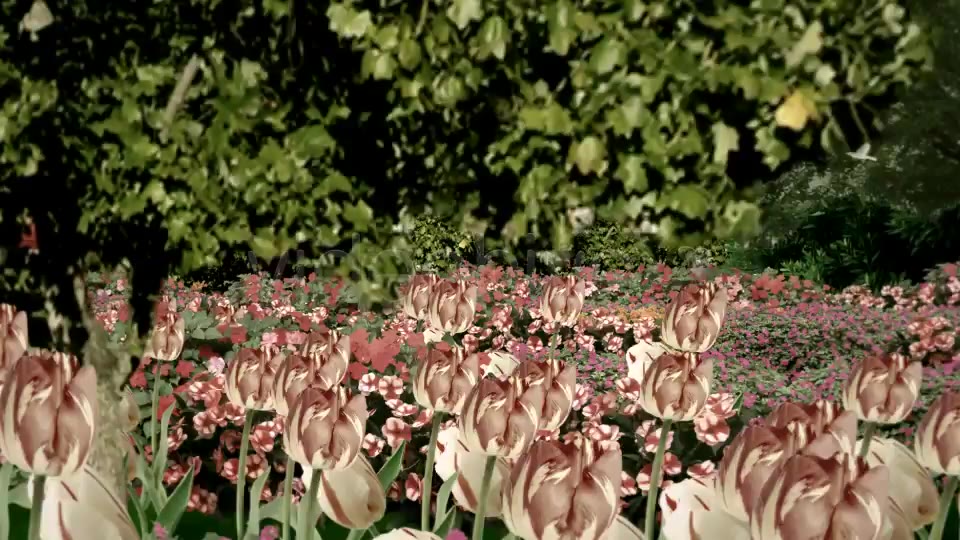 Nature Effect Project Full HD Videohive 246000 After Effects Image 6