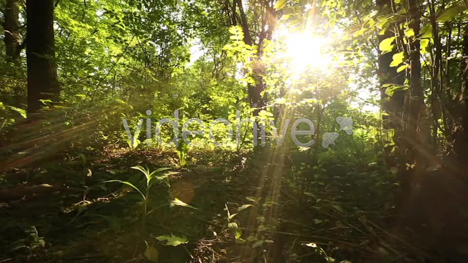 Nature Godrays  Videohive 2497387 Stock Footage Image 1