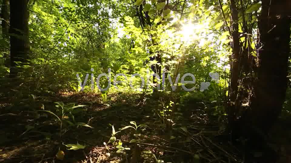 Nature Godrays  Videohive 2497387 Stock Footage Image 11