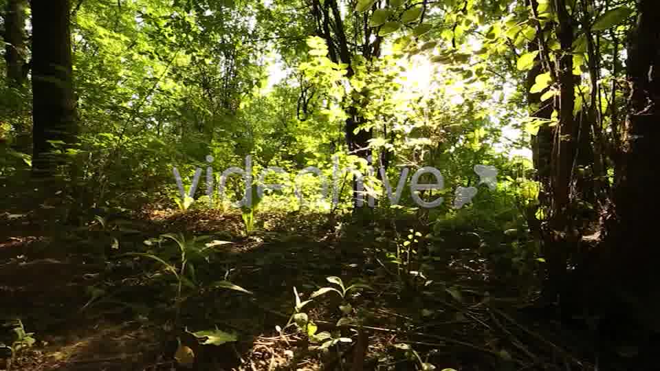 Nature Godrays  Videohive 2497387 Stock Footage Image 12