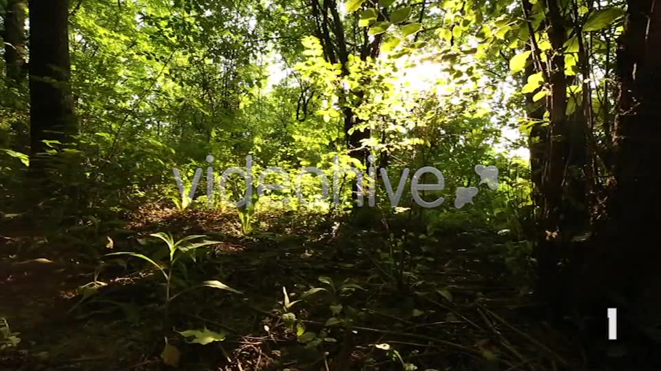 Nature Godrays  Videohive 2497387 Stock Footage Image 2