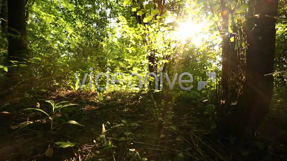 Nature Godrays  Videohive 2497387 Stock Footage Image 3