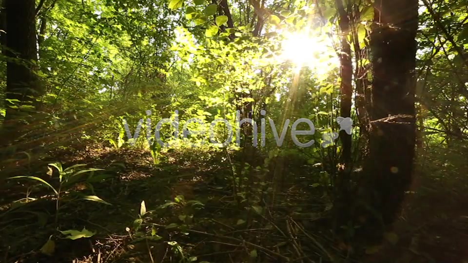 Nature Godrays  Videohive 2497387 Stock Footage Image 4