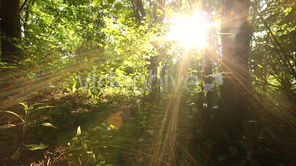 Nature Godrays  Videohive 2497387 Stock Footage Image 5