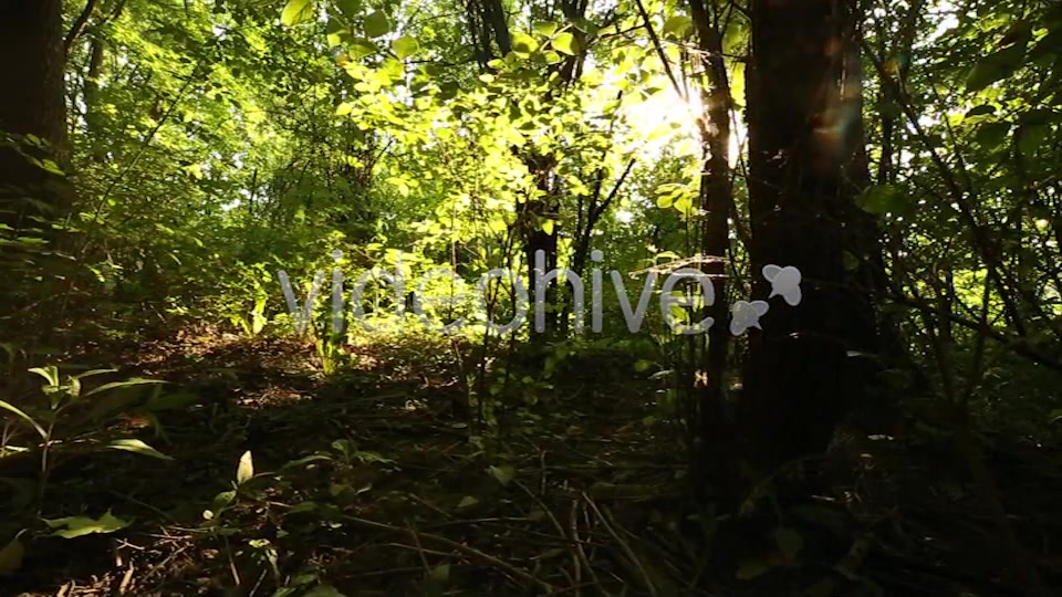 Nature Godrays  Videohive 2497387 Stock Footage Image 6