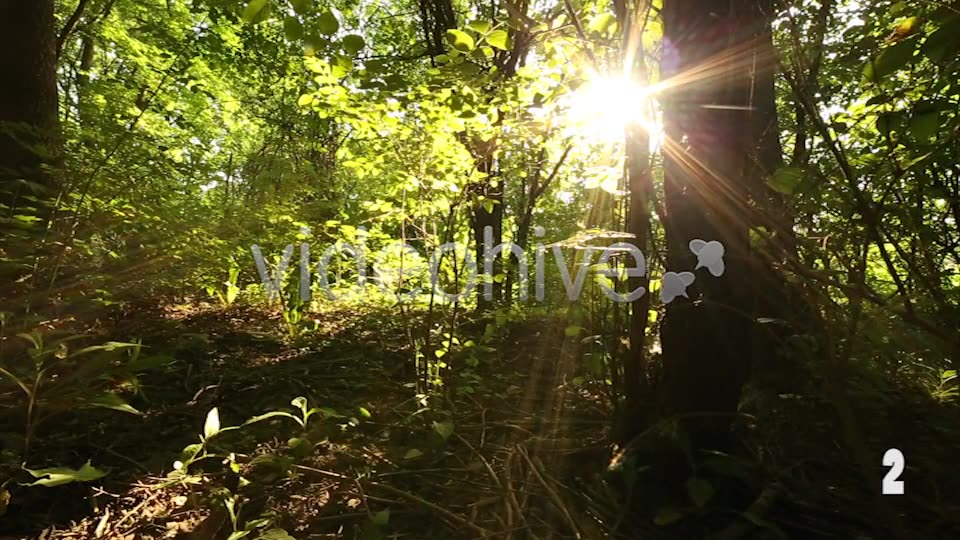 Nature Godrays  Videohive 2497387 Stock Footage Image 7