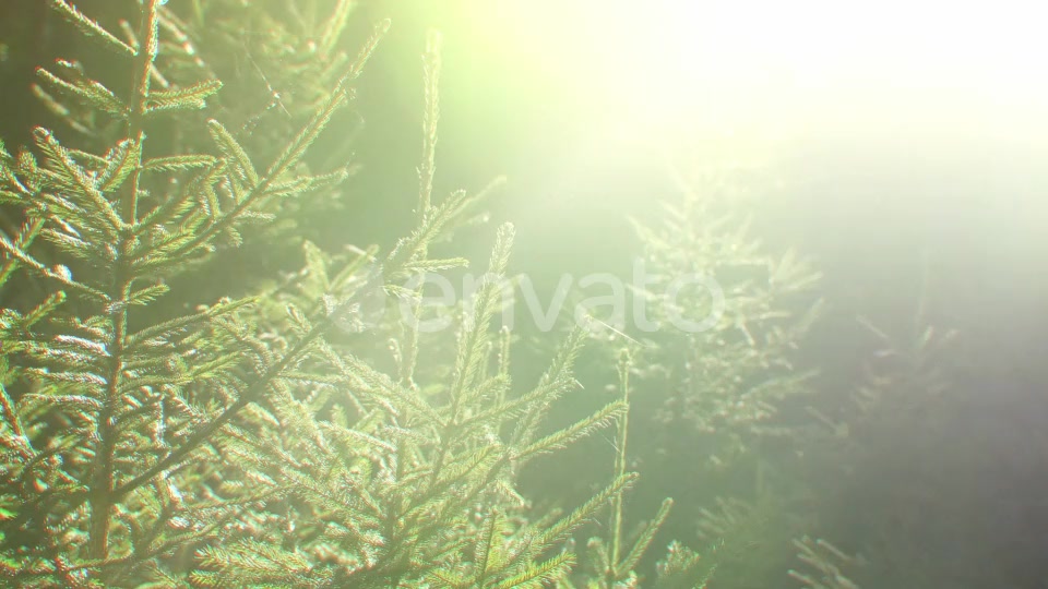 Nature Lights (4K Set 2) - Download Videohive 21651783