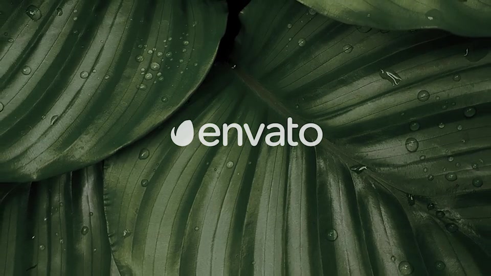 Nature Logo Intro Videohive 36275536 After Effects Image 11