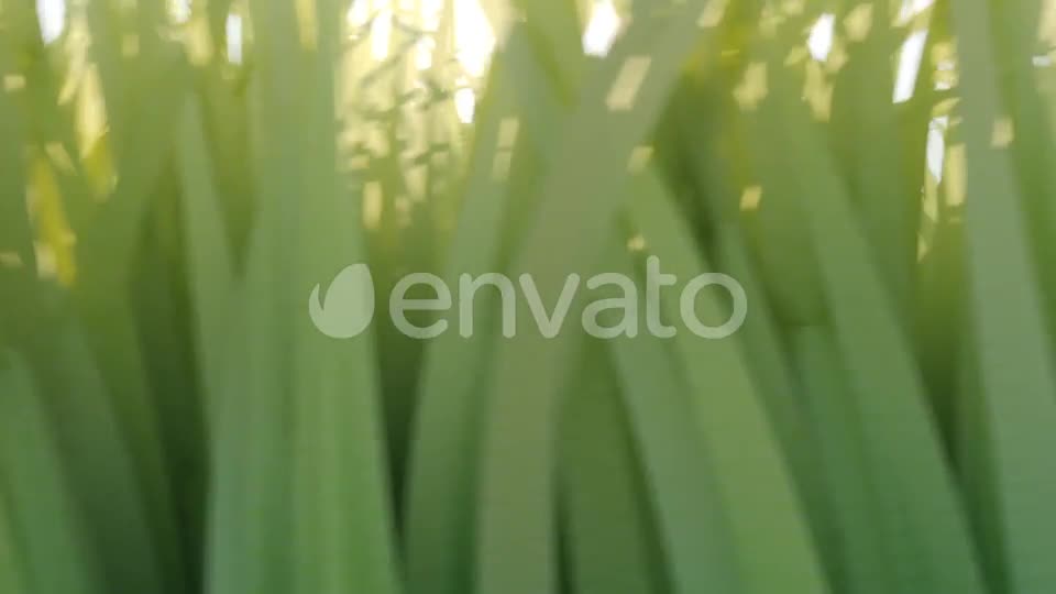 Nature Logo Reveal Videohive 22043566 After Effects Image 1